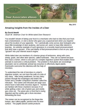 Deer eNews - Amazing Insights from the Insides of a Deer Deer eNews - Amazing Insights from the Insides of a Deer