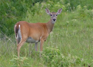 Maternity in Deer Management:  Implications for Doe Harvest