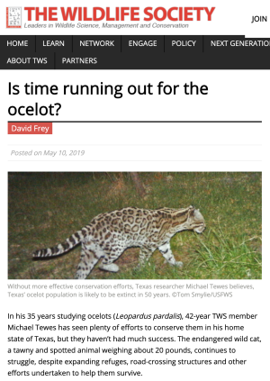 Is time running out for the ocelot? Is time running out for the ocelot?