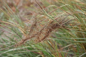 Tanglehead in South Texas