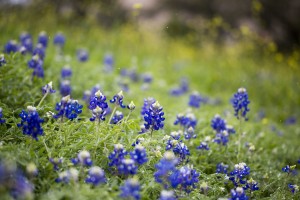 Who Thinks About Wildflowers In the Fall? TxDOT Does. Who Thinks About Wildflowers In the Fall? TxDOT Does.
