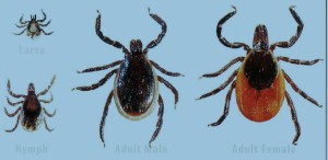 Lyme Disease