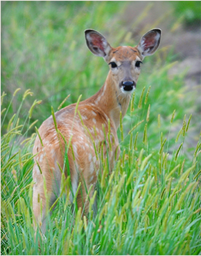 Deer Research