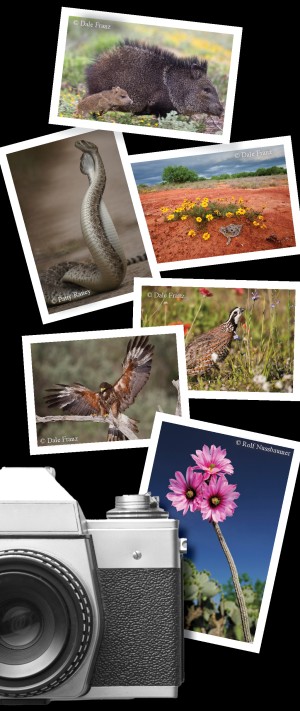 Collage of wildlife photos