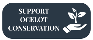 Support Ocelot Conservation