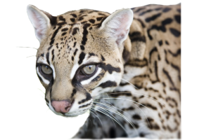 Ocelot
