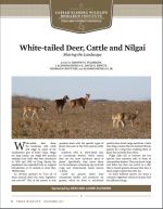White-tailed Deer, Cattle and Nilgai