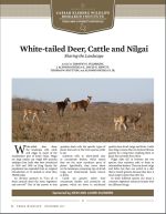 White-tailed Deer, Cattle and Nilgai