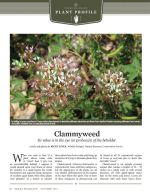 Clammyweed
