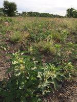 Restoration of Native Grassland to Create Monarch Habitat in the Lower Rio Grande Valley of Texas