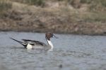 Late Winter Wetland Management for Waterfowl
