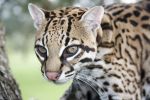 Habitat Fragmentation Impacts Ocelot Mating System