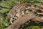Valley Cat:  Ocelot Conservation and Recover in South Texas