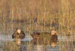 Guiding Mottled Duck Habitat Conservation in the 21st Century