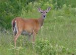 Maternity in Deer Management:  Implications for Doe Harvest