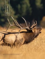Elk cover of article