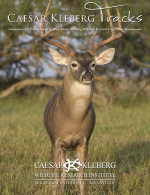 White-tailed buck on the cover of Caesar Kleberg Tracks magazine