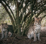 A pair of ocelots under a tree.